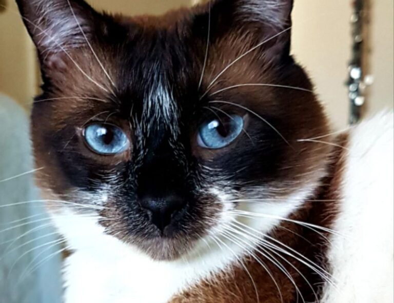 codes 8tshare6a python