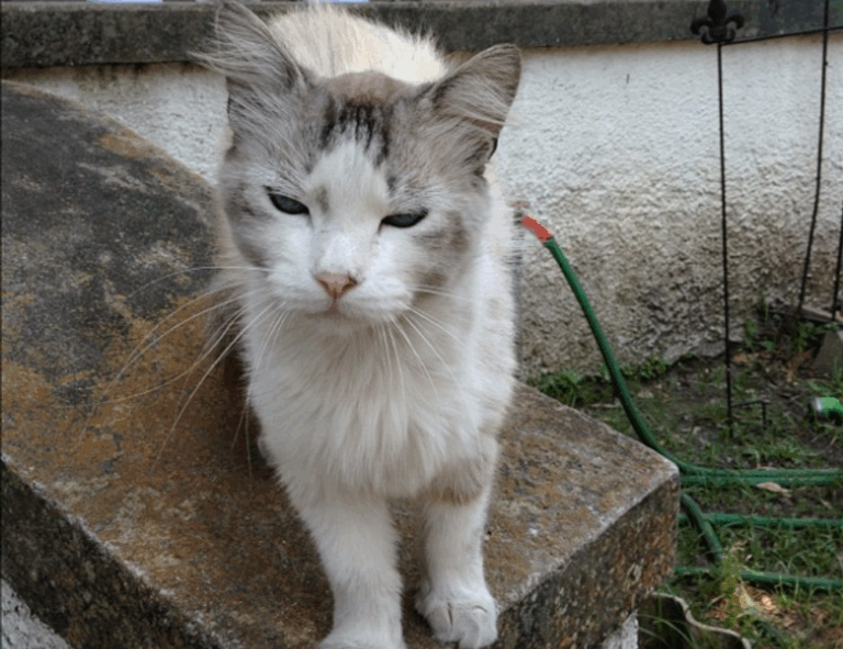 what is 8tshare6a python code