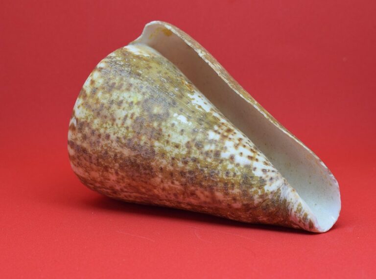 canserbero mandibula rota foto