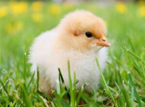 farmwood chicken halal