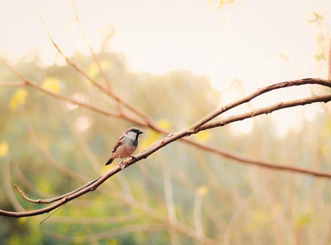 Watching and Subtitles in English